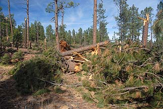 Mogollon Rim, November 4, 2010